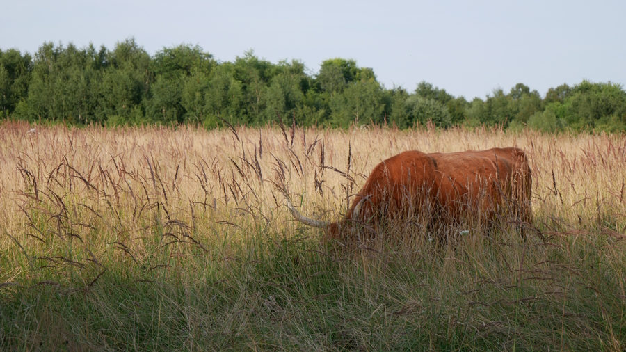 Nature Landscape 5