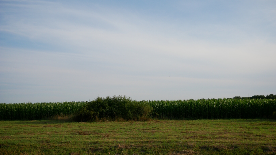 Nature Landscape 6