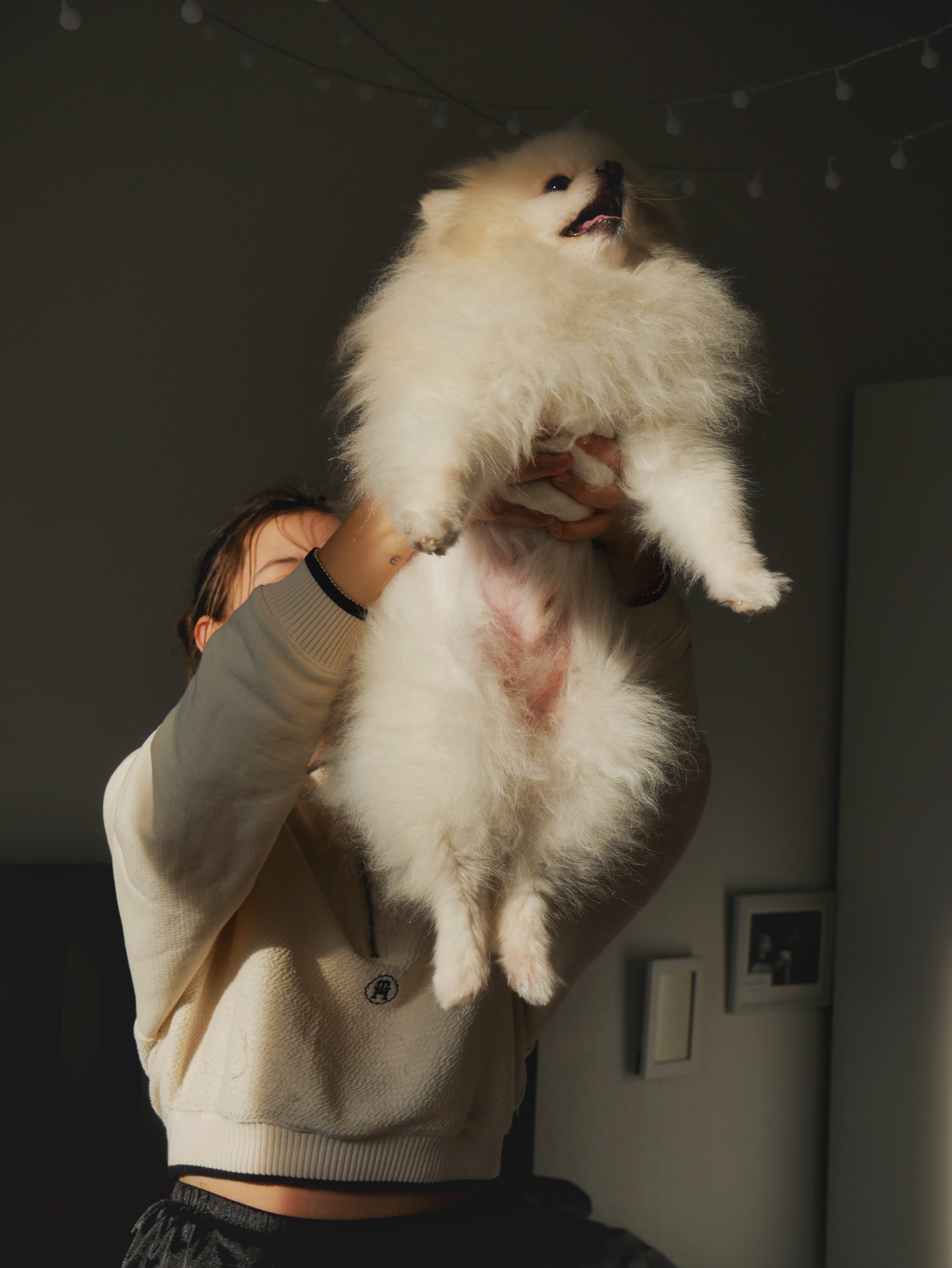 Pomeranian dog