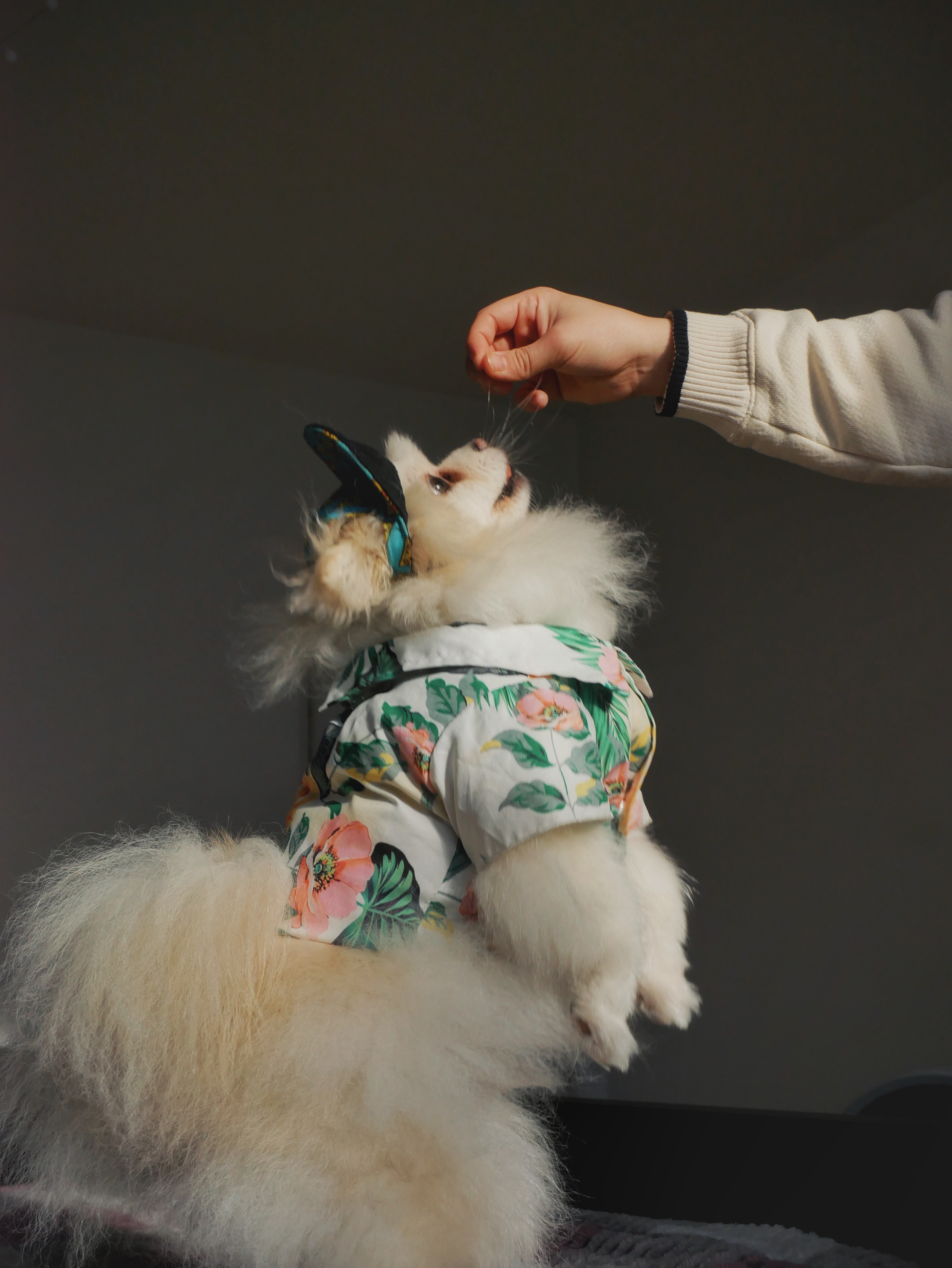 Pomeranian dog