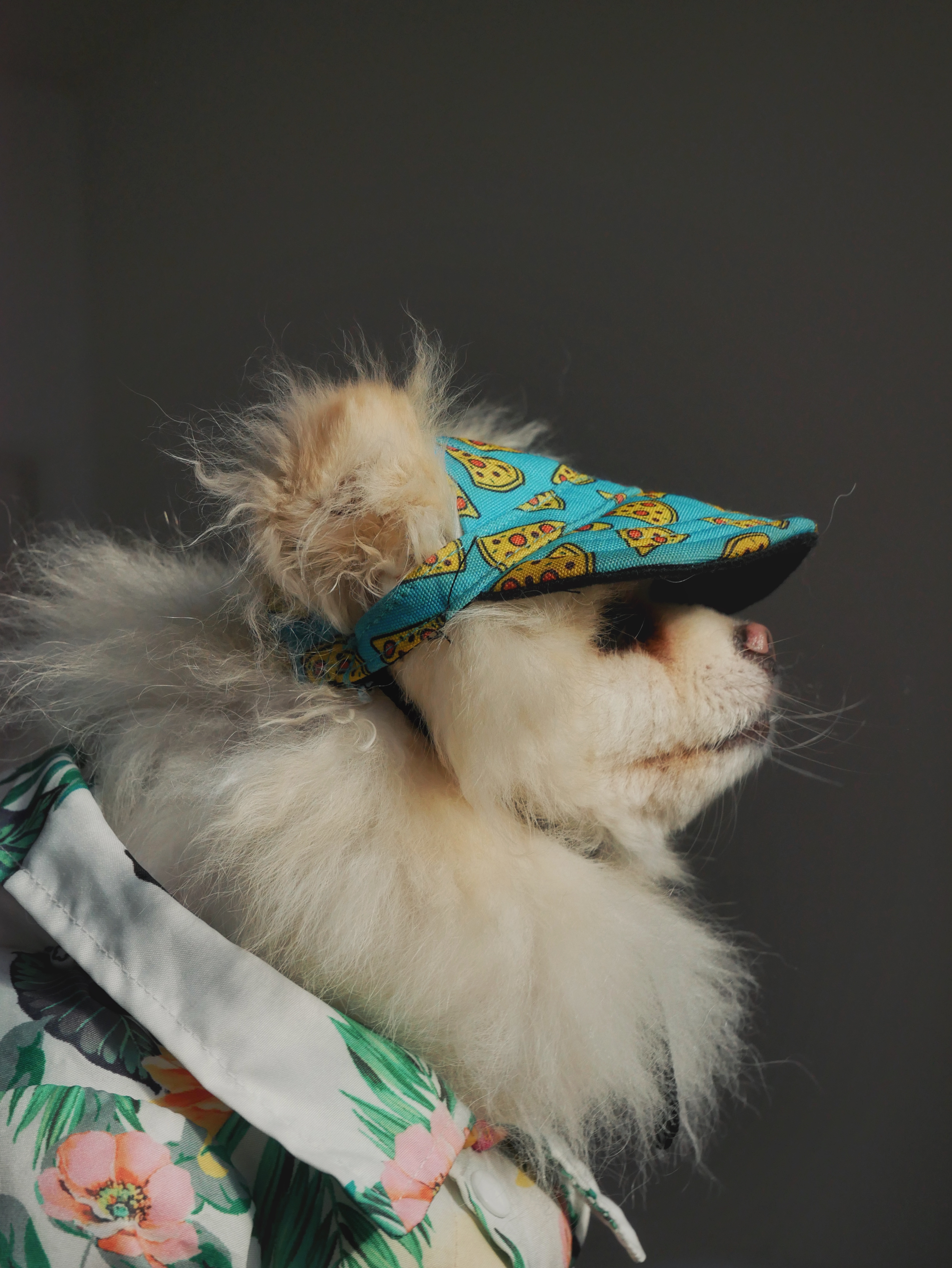 Pomeranian dog