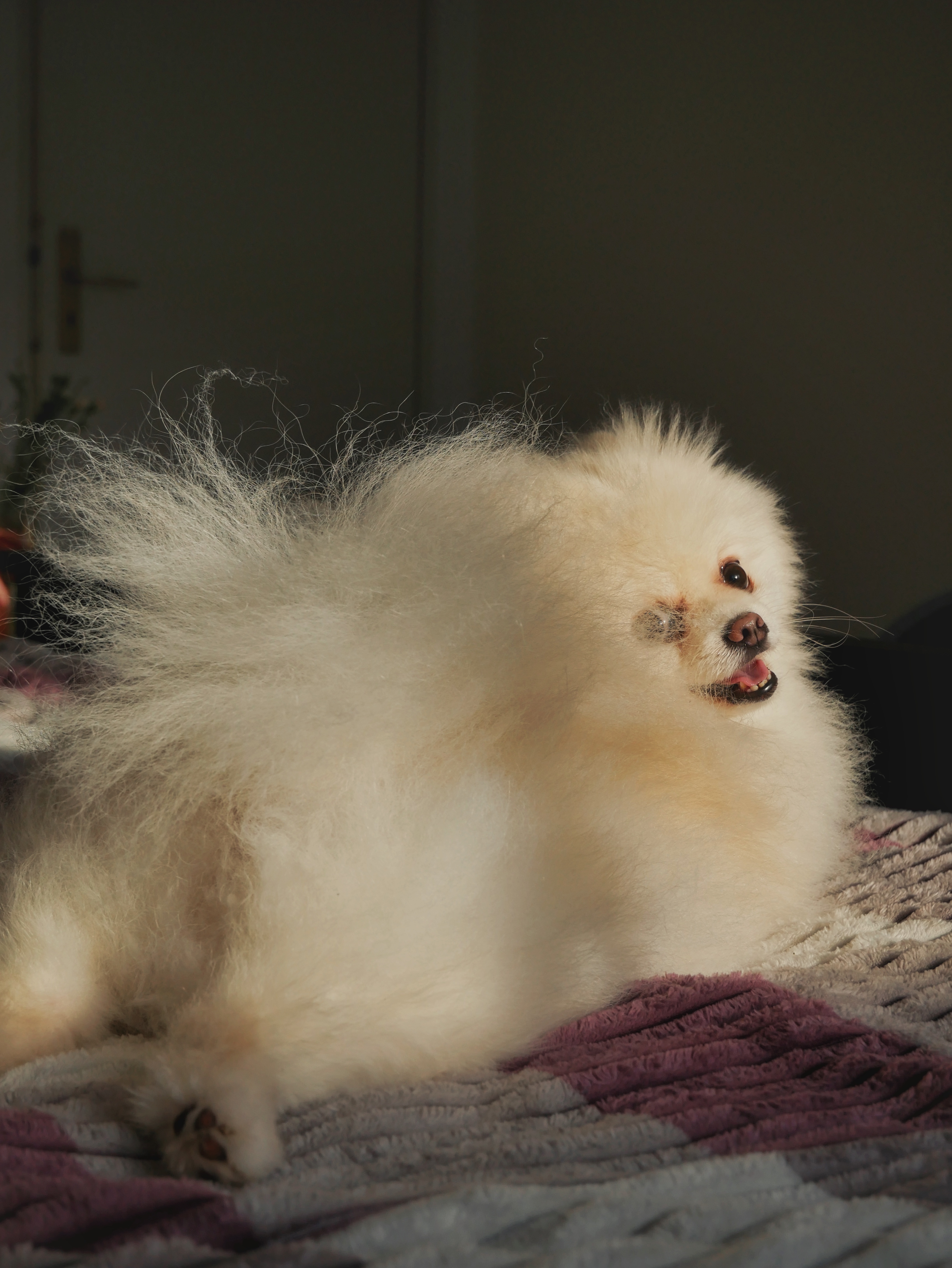 Pomeranian dog