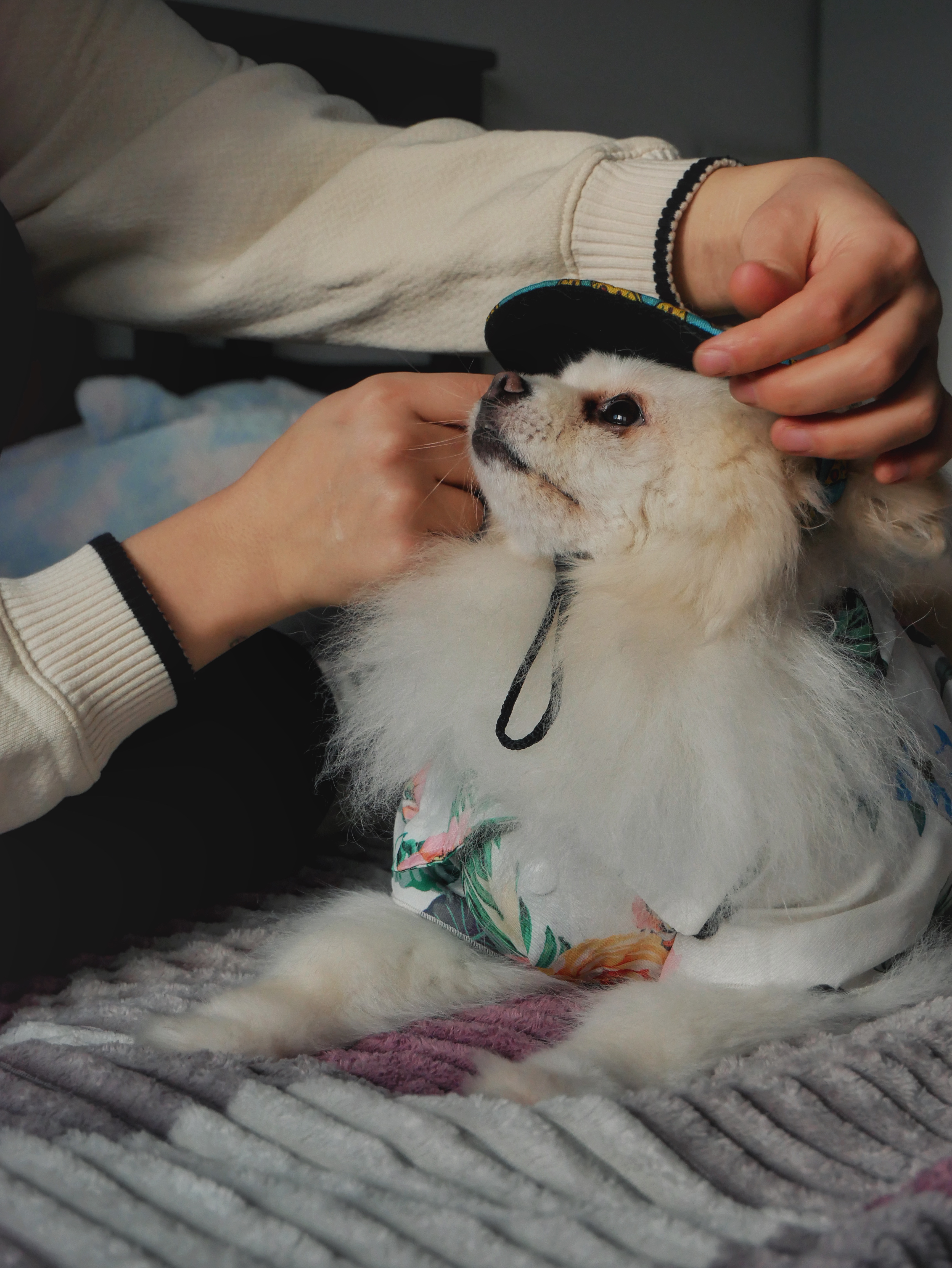 Pomeranian dog