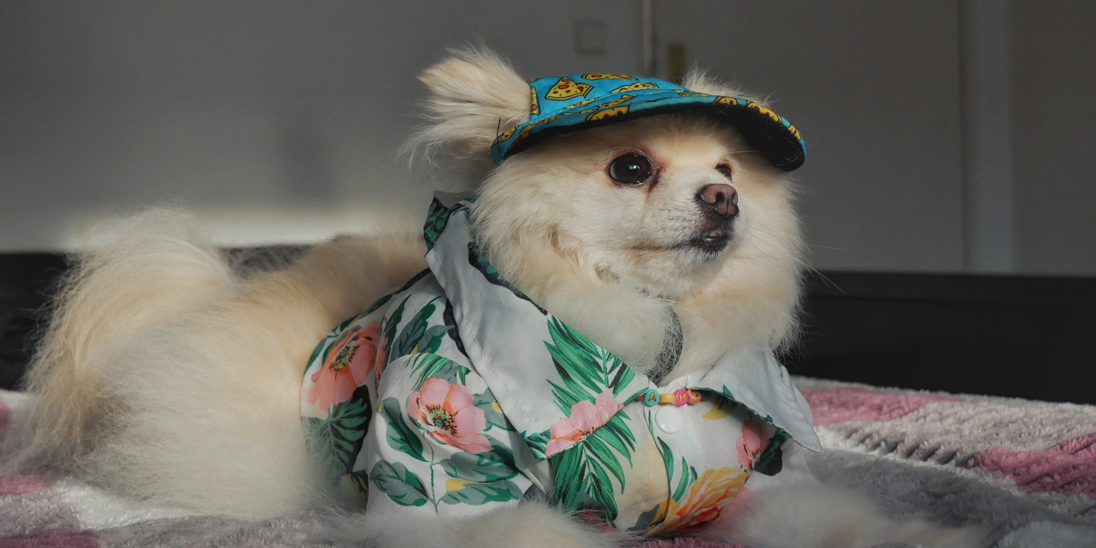 Pomeranian dog