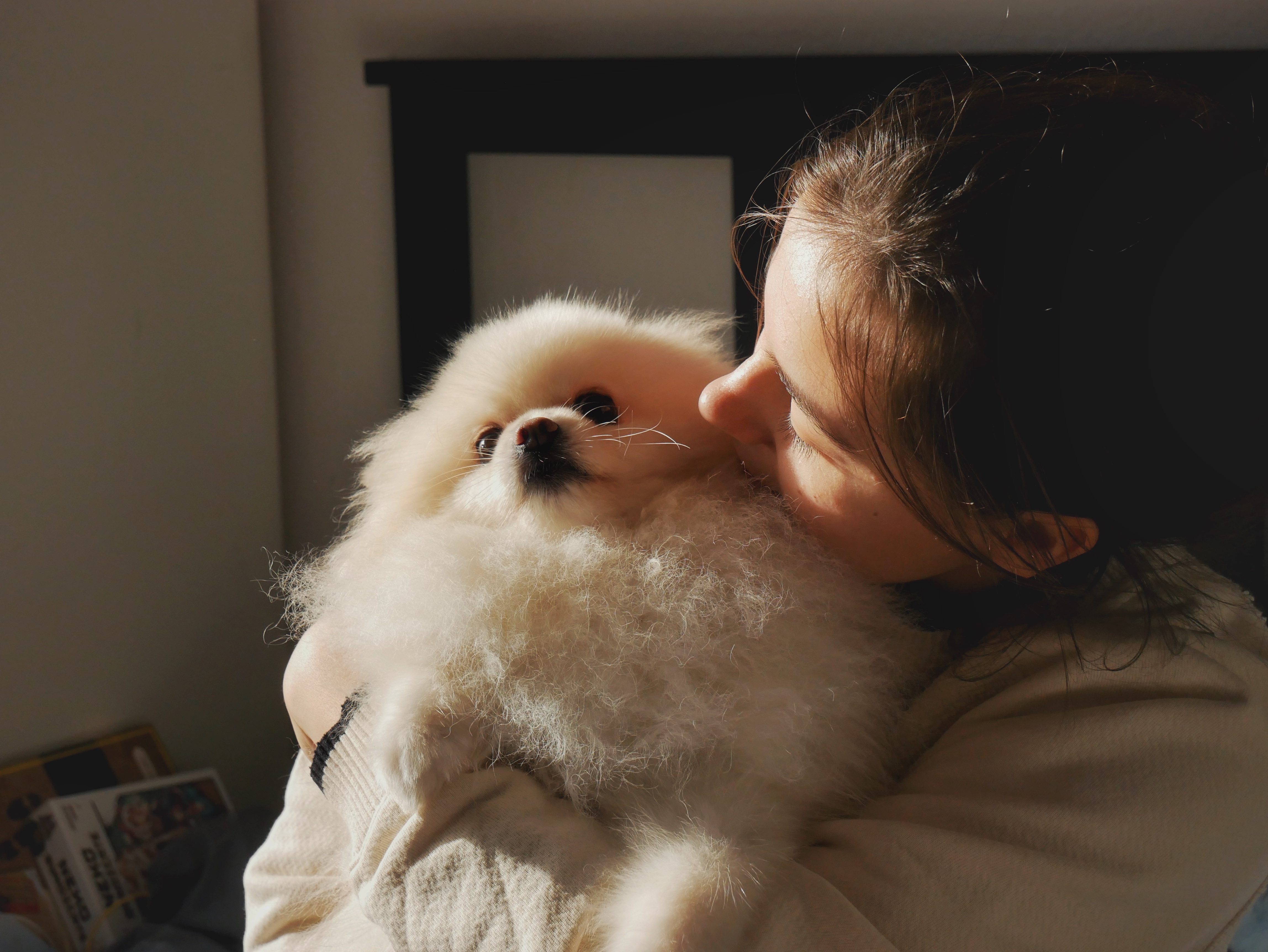 Pomeranian dog